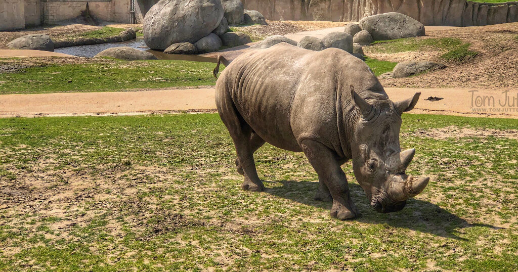 家族で到津の森公園に行ってきました。