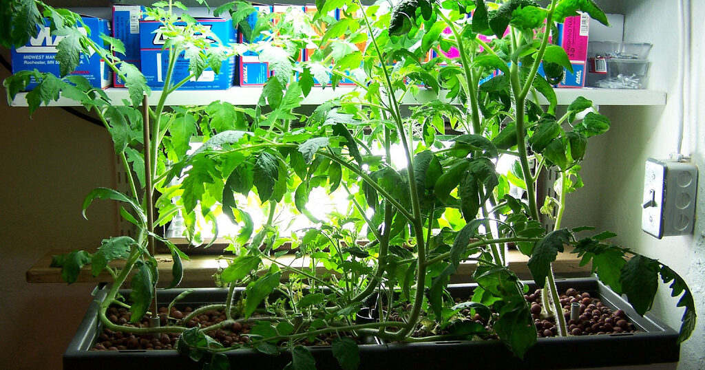 Green Farmで成長中のスイートバジルの現在