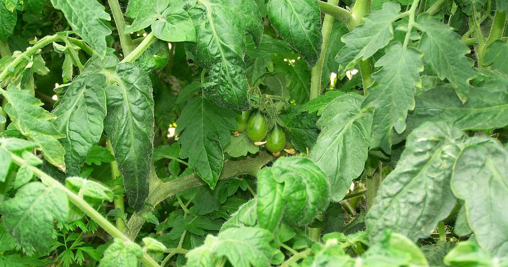 水耕栽培器「Green Farm」をいただきました！